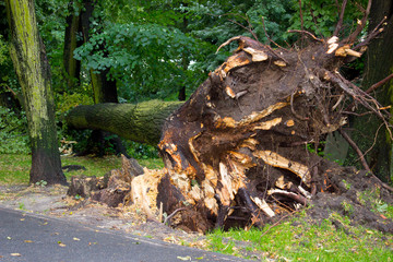 Obraz premium Uprooted tree after storm in park