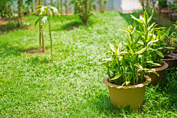 Green plants on grass field in the garden