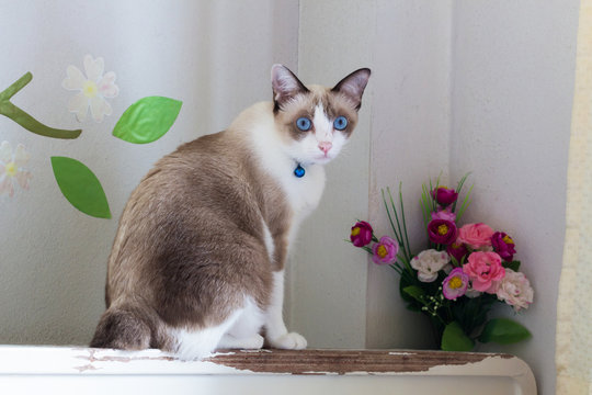 Buatiful thai cat