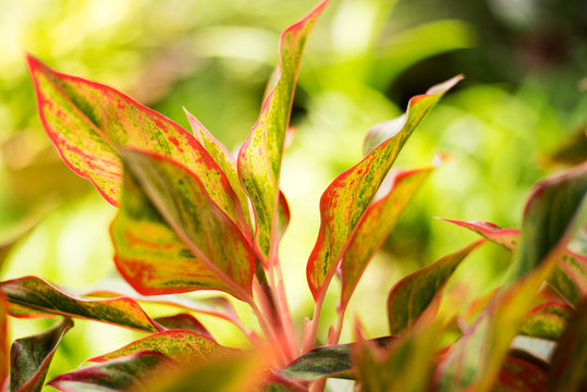 Closeup of colorful leaves of plants in the garden