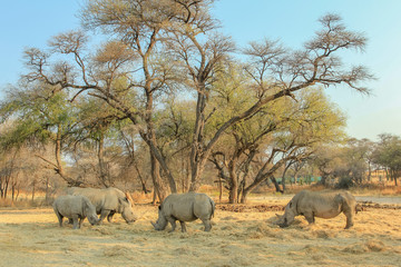 White rhinoceros