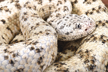 Southwestern speckled rattlensnake (Crotalus mitchelli pyrrhus)
