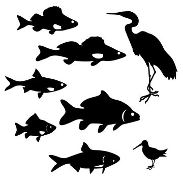 silhouettes of river fish