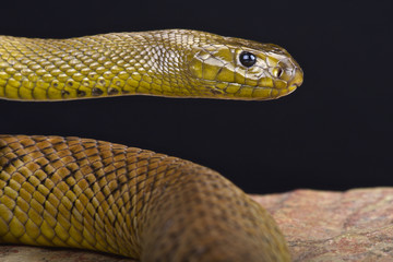 Naklejka premium Worlds most venomous snake species the Inland Taipan (Oxyuranus microlepidotus)