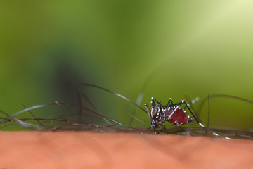 mosquito on human skin
