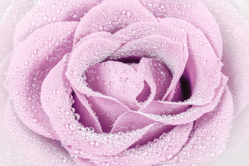light pink beautiful rose