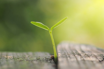 The growth of green plants. Growth concept and restart