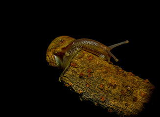 Dark green snail camouflaged sitting on edge off wooden object