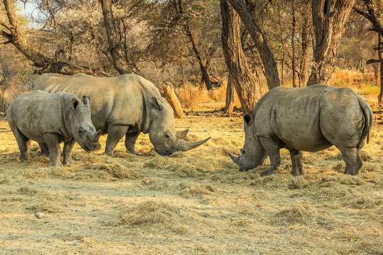 White rhinos