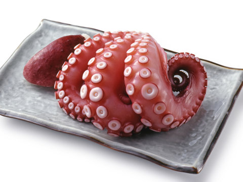Octopus(タコ)