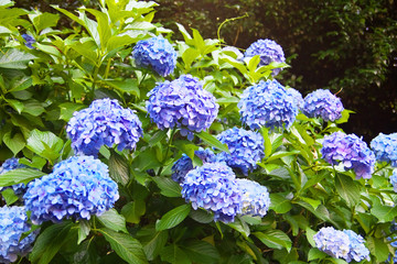 The blue hydrangea flowers