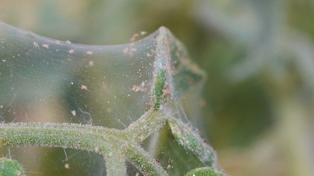 spider mites on tomato plant