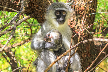 Monkey and baby