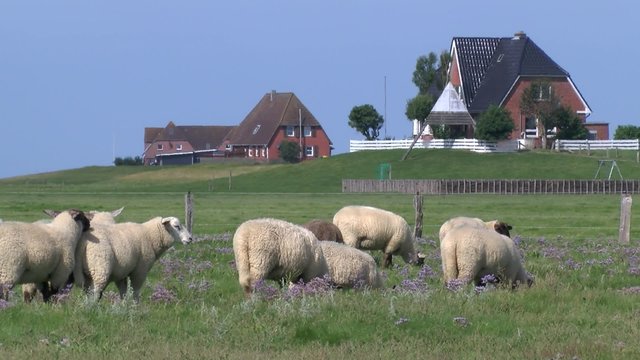 Weltnaturerbe Wattenmmeer:Hallig
