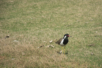 A red-wattled lapwing on a golf course in India
