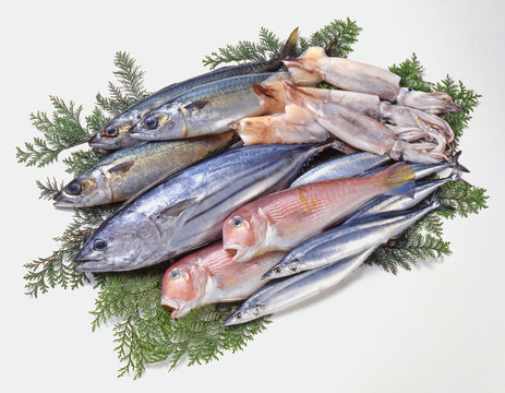 鮮魚集合