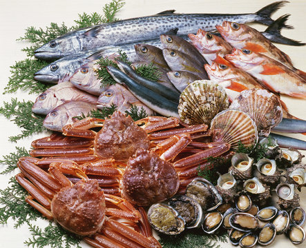 鮮魚集合