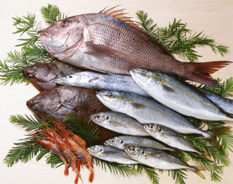 鮮魚集合