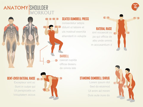 beautiful design info graphic of shoulder workout consist of seated dumbbell press,rateral raise,bent-over rateral raise and standing dumbbell shrug