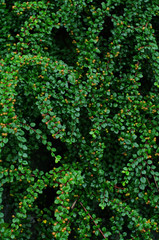 Fototapeta premium 小さな葉の木