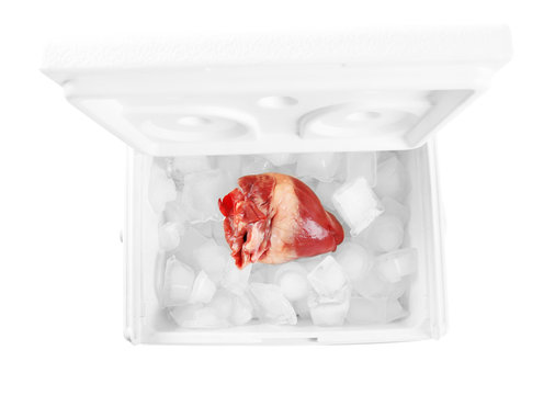 Heart organ in fridge isolated on white
