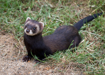Polecat