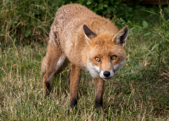 Fox, Vulpes vulpes with green foliage background.