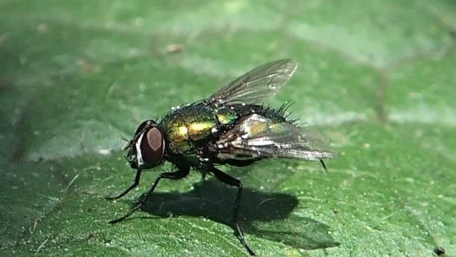 Green fly cleaning itself