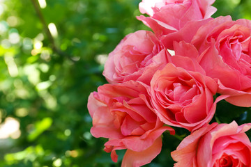 Beautiful bouquet of pink roses over green leaves background