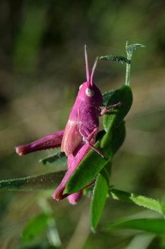 Pink Grasshopper