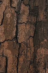 Wooden texture background