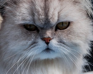 tête de chat angora.