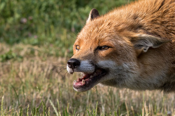 Red Fox snarling with green grass background
