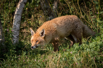 Fox with green foliage background.