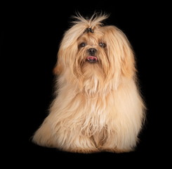 Shih-Tzu en studio sur fond noir