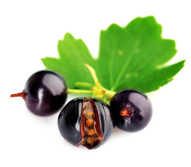 Fresh black currant isolated on white
