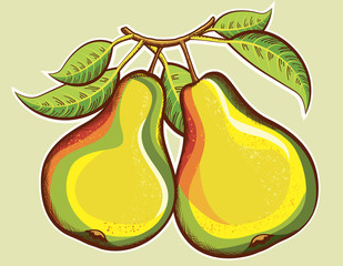 Pears illustration.Vector fresh fruits illustration