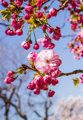 Pink sakura