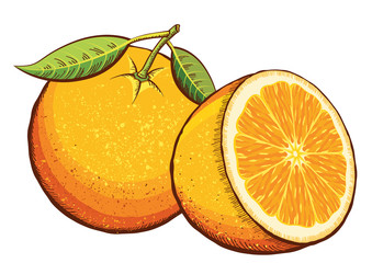 Orange fruits isolated on white.Vector illustration