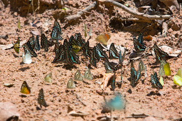 Group of butterflies common jay eaten mineral on sand.