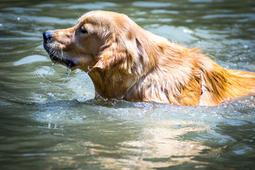 Dog playing with water in a lake