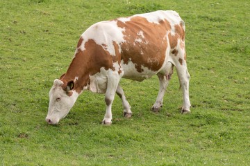 Fototapeta na wymiar Milchkuh auf der Weide beim Grasen