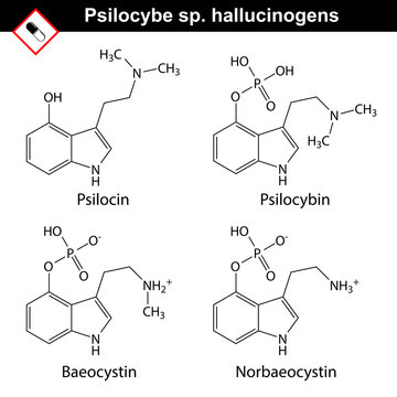 Natural tryptamine Psilocybe sp. alkaloids