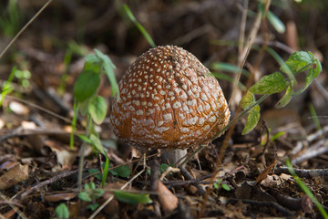 Amanita Pantherina Mushroom