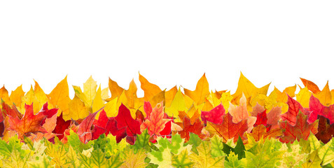 Seamless pattern of colour autumn maple leaves, isolated on white background.