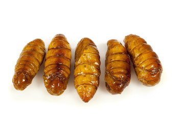 Silkworm pupae fries on white background