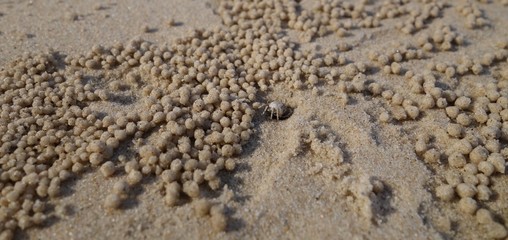 Ghost crab and sand background