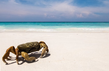 Fototapeta na wymiar Chicken Crab on The White Sea Sand Beach of Tachai Island with Clear Sea and Sky in Background used as Template