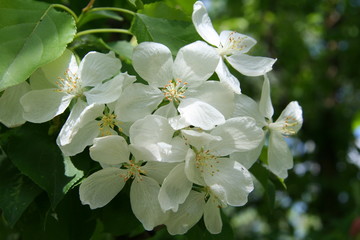 Apple tree flowers.