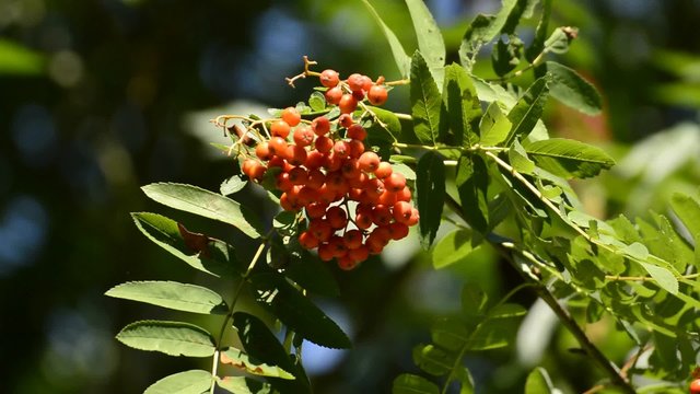 Vogelbeere, Sorbus aucuparia L., reife Beeren